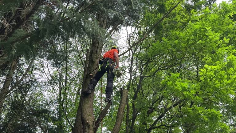 Trusted Rocklin, CA Tree Removal and Landscaping Services Experts